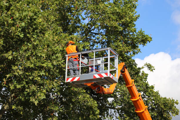 Best Arborist Consultation Services  in Pinebluff, NC